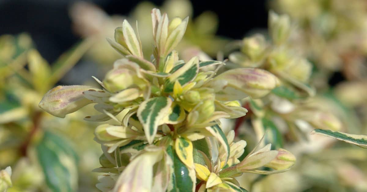 Evergreen leaves trimmed in cream