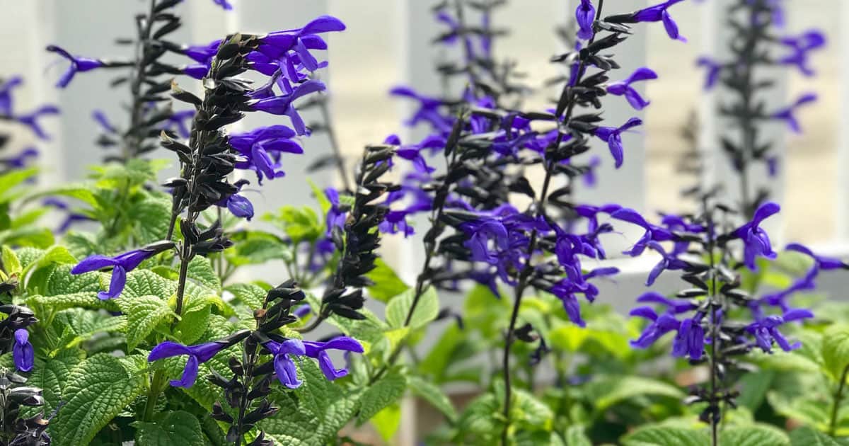 Purple flowers with green leaves