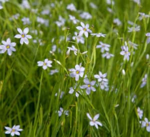 Sassy grass landscape