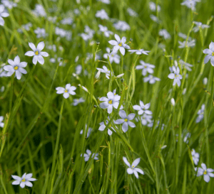 Sassy grass landscape