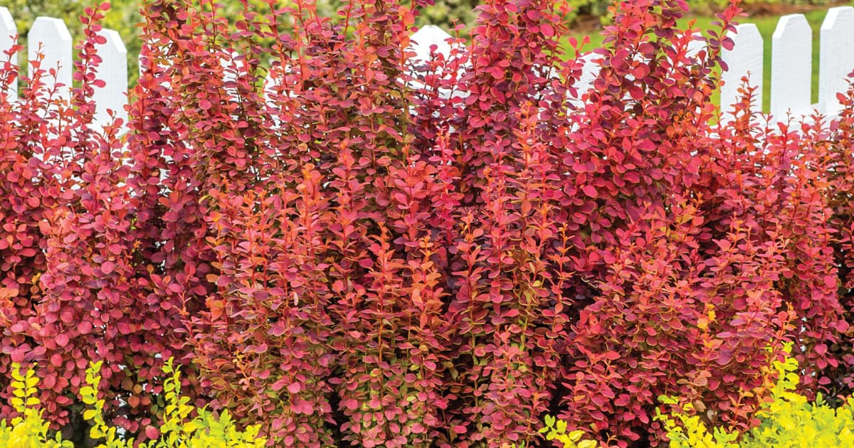 The rusty red to bright red tips of Orange Rocket Barberry grow tall and upright