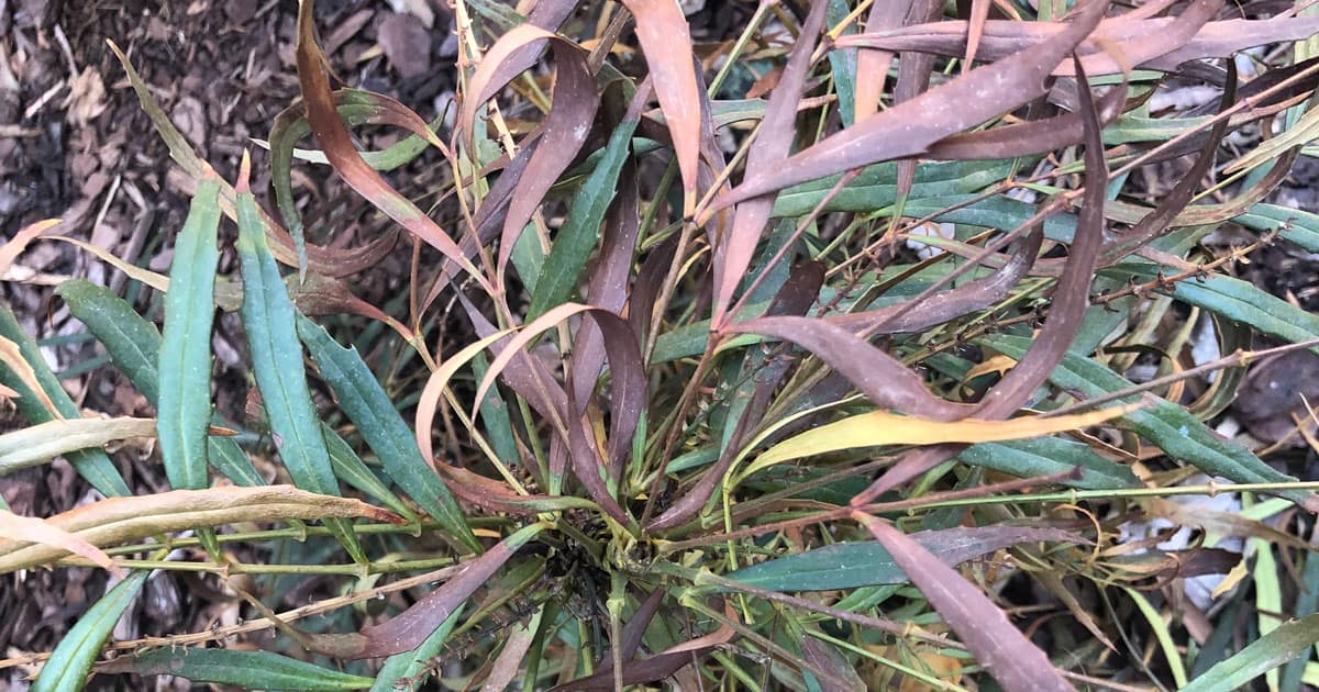 bright-yellow flowers stand atop the slender, bamboo-like foliage like fingers of light