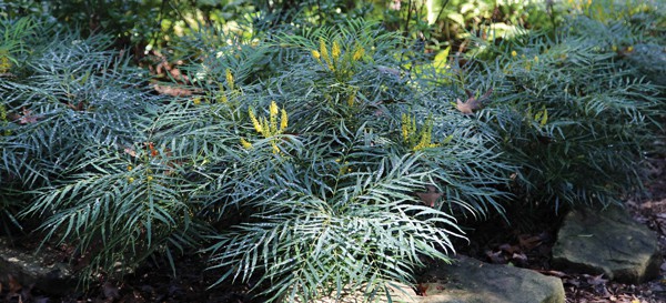 Soft Caress Mahonia with emerald green leaves