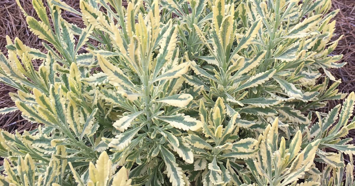 Close-up on variegated yellow and green soft foliage