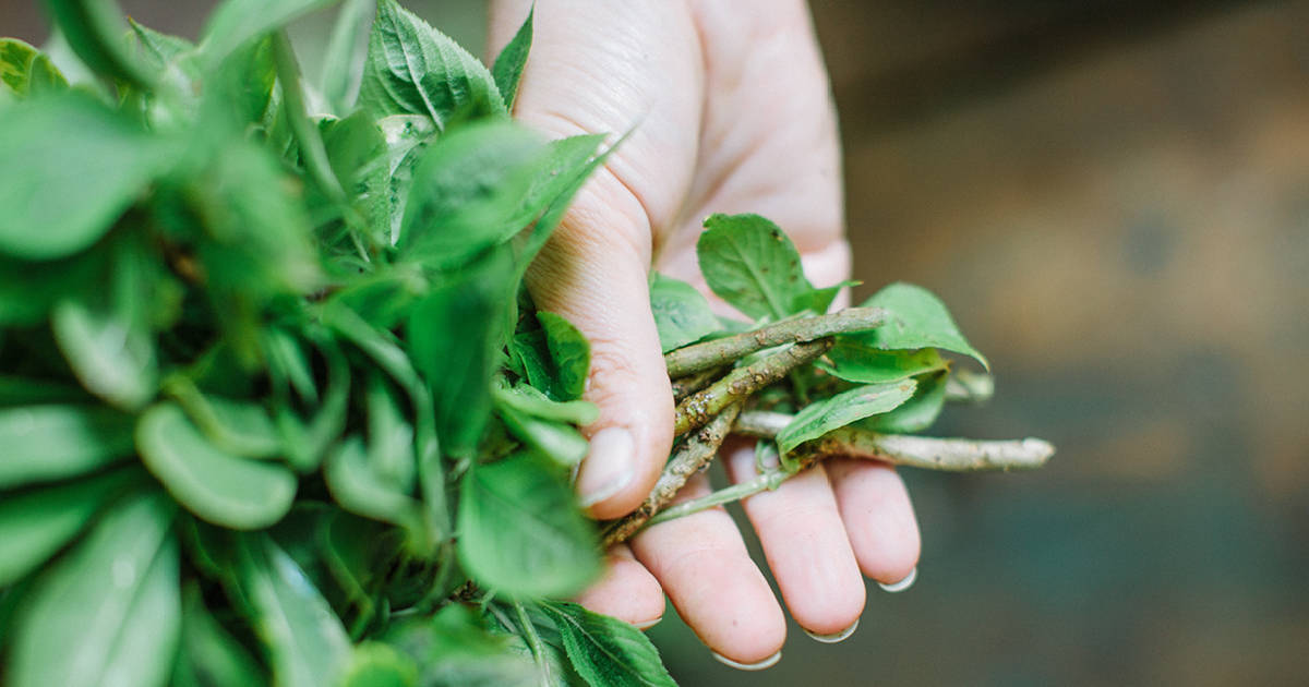 hands holding green leaves