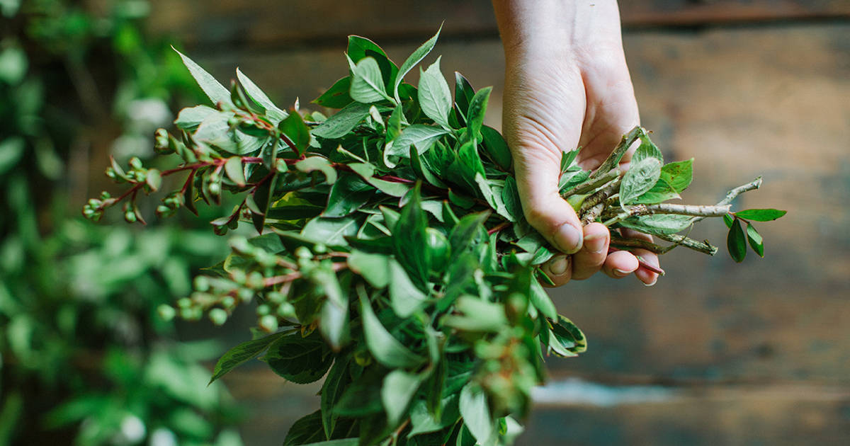 hands holding green leaves