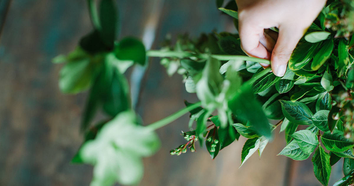 hands holding green leaves