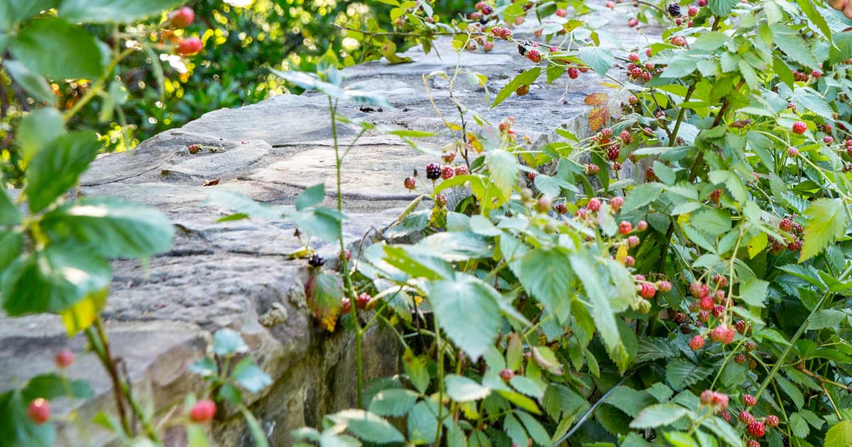 Blackberry shrubs growing along stone wall