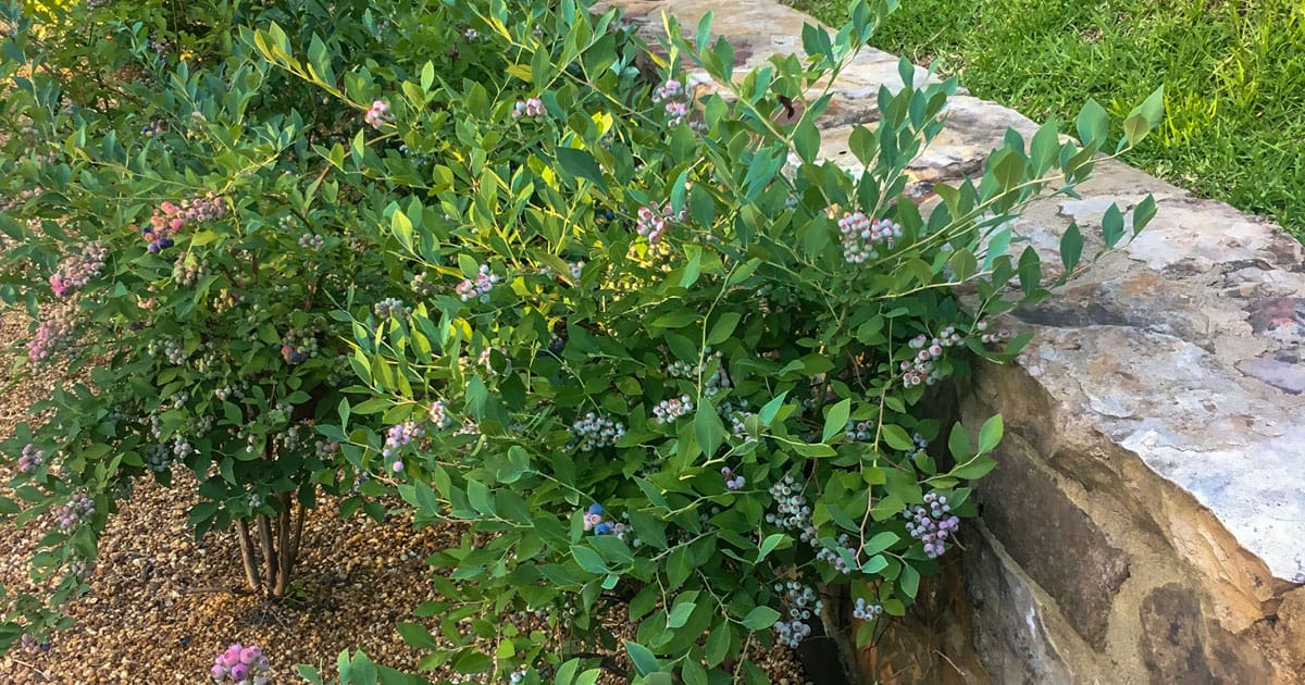blueberries planted against a brick hedge