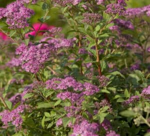Little Bonnie Spiraea, light purple with light green leaves