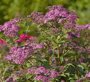 Little Bonnie Spiraea, light purple with light green leaves