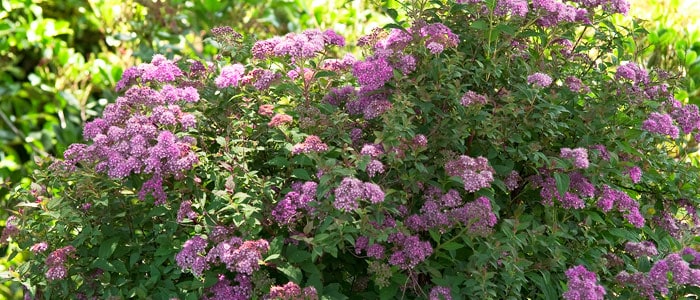 Little Bonnie Spiraea, light purple with light green leaves