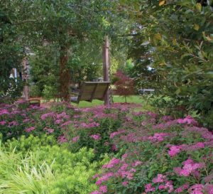 Bright purple-pink blooming Little Bonnie Spiraea lined with Yewtopia Plum Yew and Marc Anthony Liriope