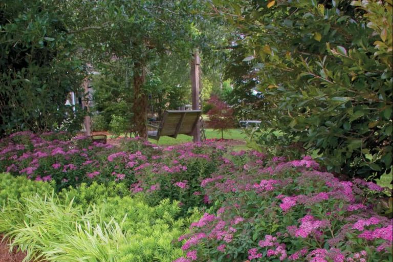 Bright purple-pink blooming Little Bonnie Spiraea lined with Yewtopia Plum Yew and Marc Anthony Liriope