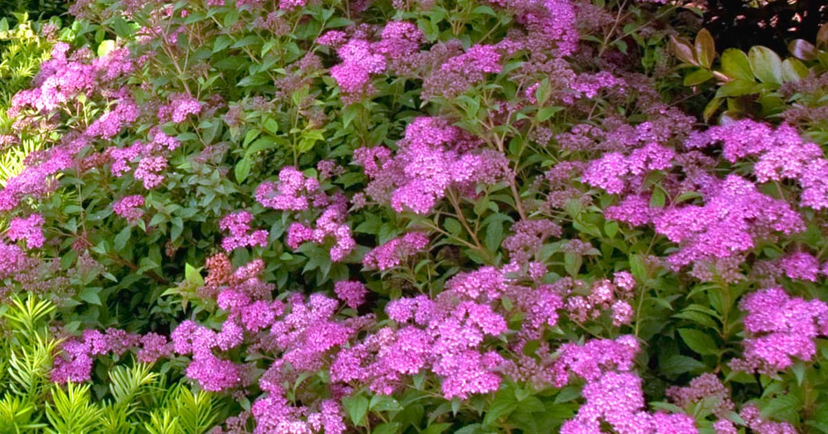 lavender blooms of Little Bonnie Dwarf Spiraea