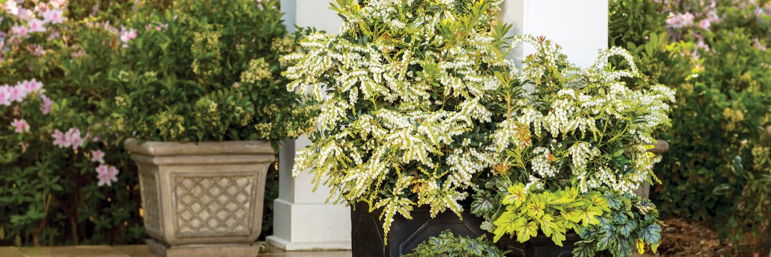 Mountain Snow Pieris in garden with green leaves