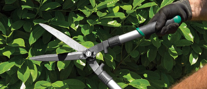 Lopper shears pruning a shrub