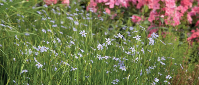 Light purple flowers in field