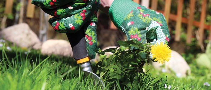gloved hands digging up a trash plant