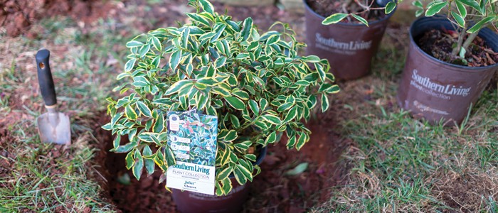 Spring Gardening Checklist 6