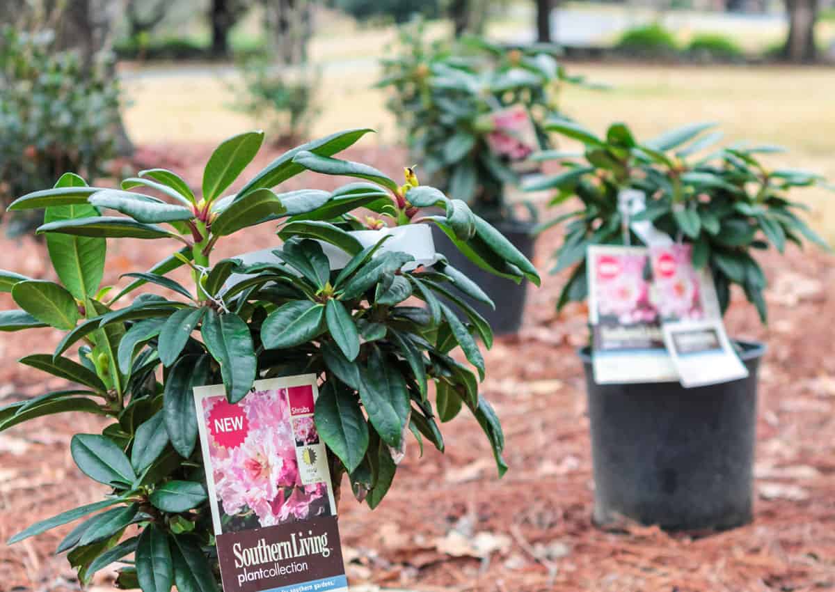 Spring Rhododendron Beds 1200x6302