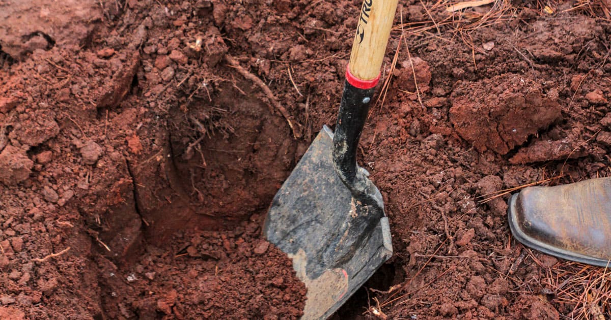 Spring Rhododendron Beds 1200x6303