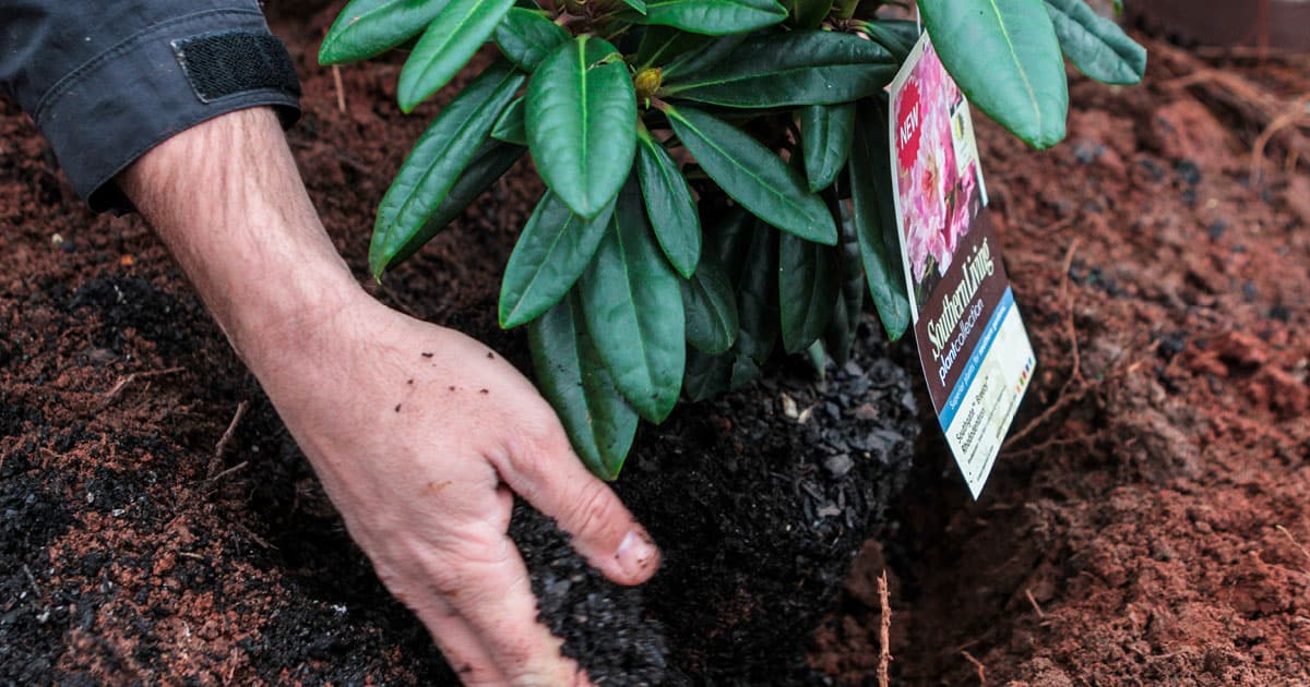 Spring Rhododendron Beds 1200x6304
