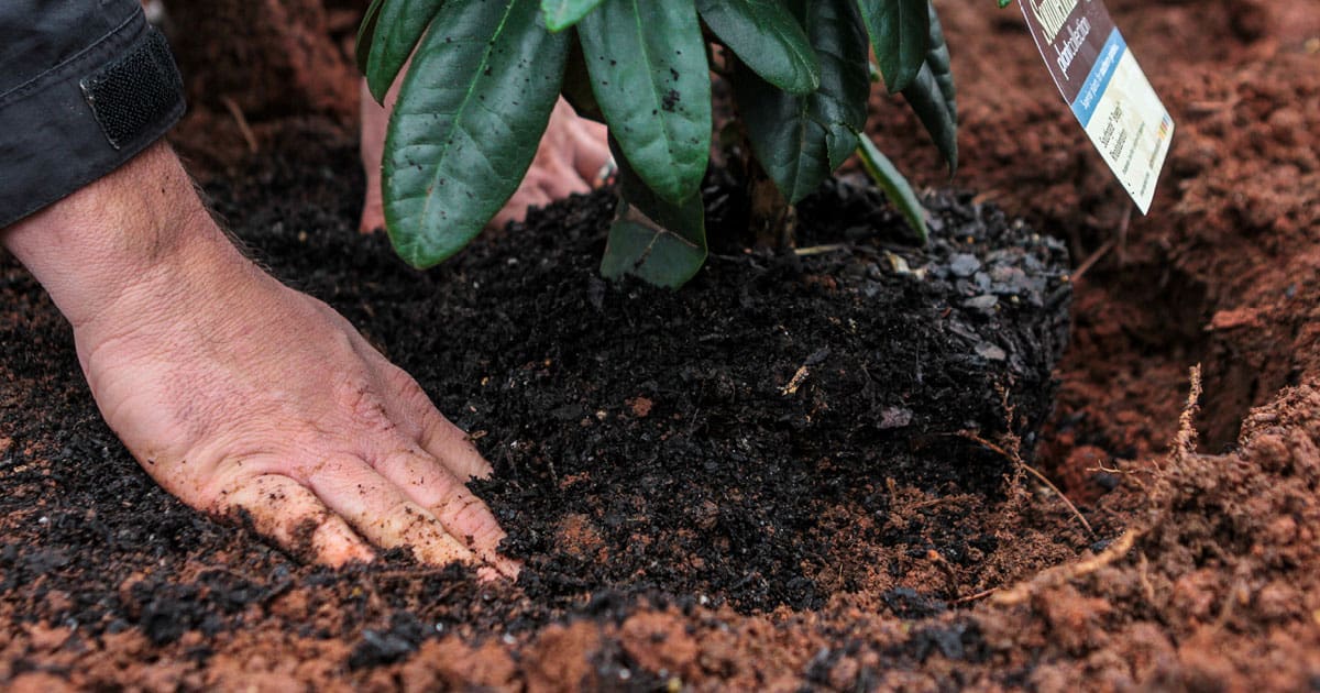 Spring Rhododendron Beds 1200x6305