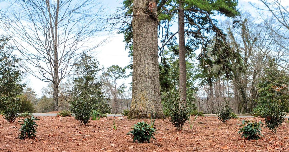 Spring Rhododendron Beds 1200x6308