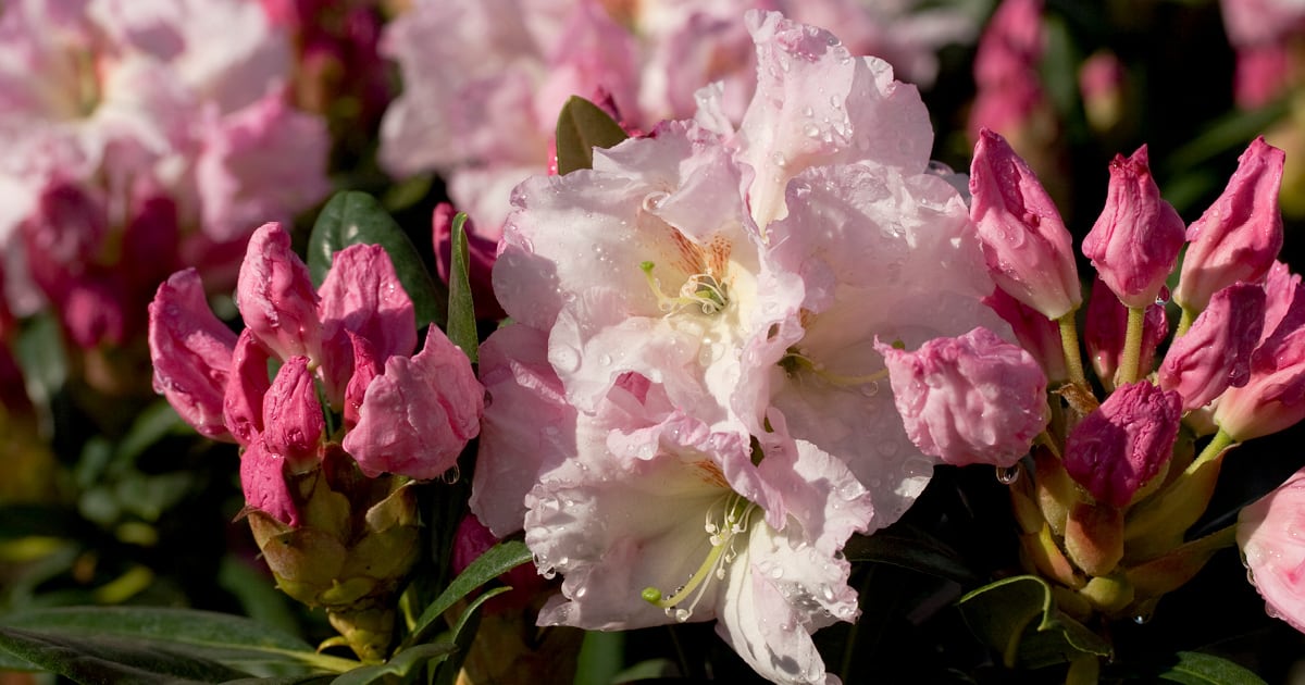 Pink rhododendron