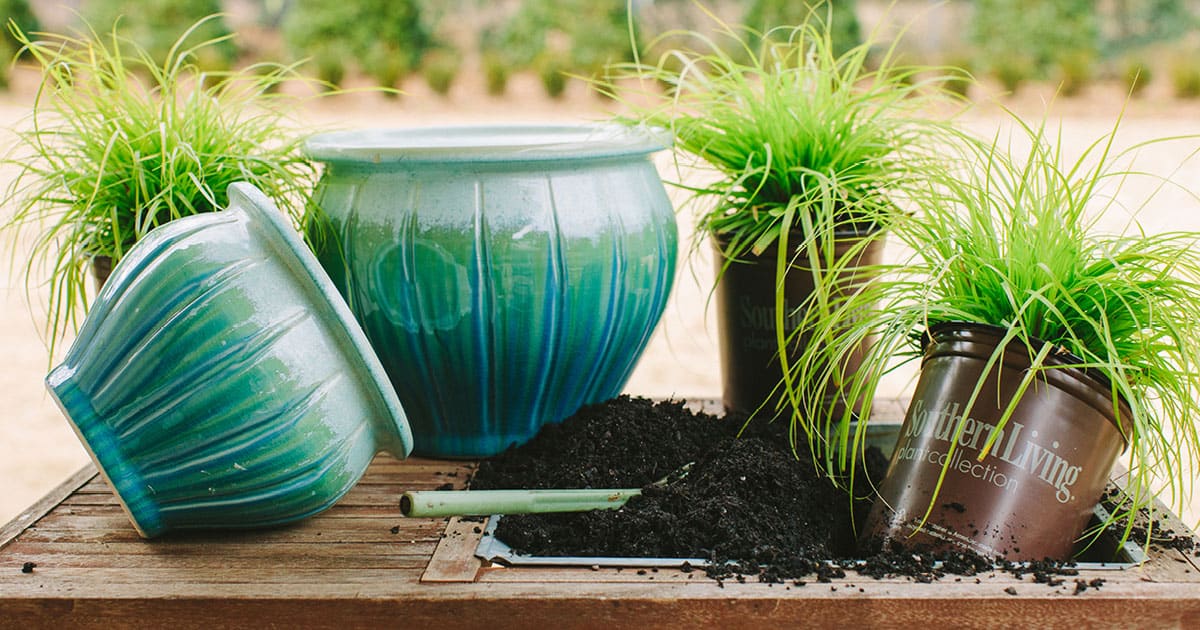 Blue containers next to everglow grass in brown Southern Living Plant container