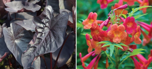 Standout Perennials for Southern Climates 5