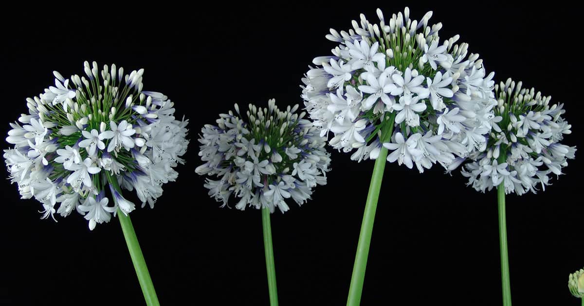 Queen Mum Agapanthus, white flowers with lavender bases with green stems on a black background