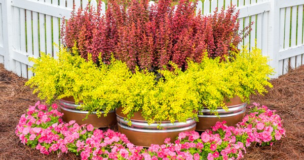 Colorful evergreen shrubs planted in flower bed with pine straw in front of white picket fence