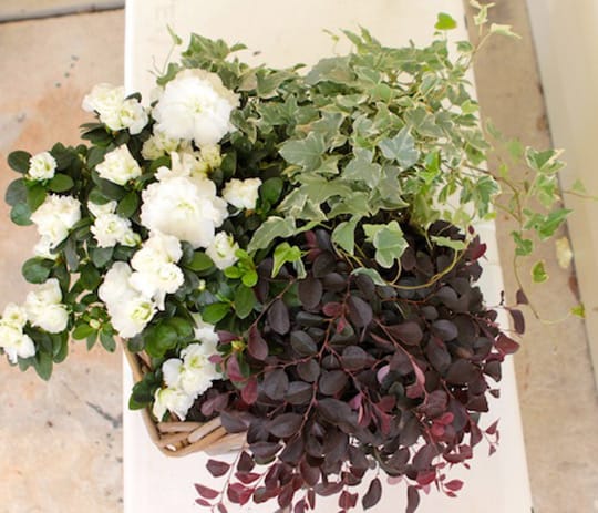 Tailgating in Style 4