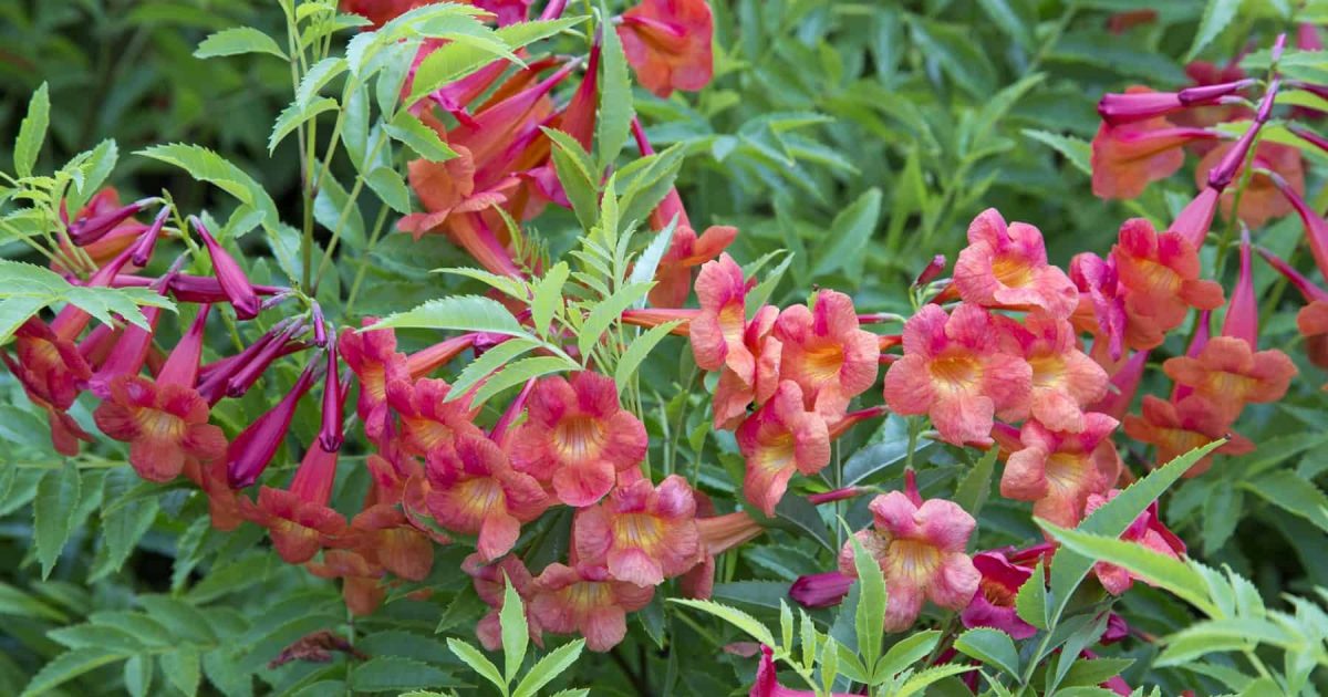 Bright orange-yellow trumpet blooms of Bells of Fire Tecoma amongst delicate fern-like folaige