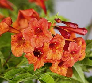 Bright orange-yellow trumpet blooms of Bells of Fire Tecoma