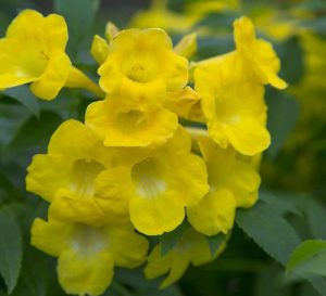 Bright yellow trumpet blooms in a cluster framed by green foliage of Lydia Tecoma