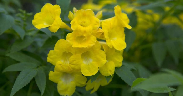 Bright yellow trumpet blooms in a cluster framed by green foliage of Lydia Tecoma