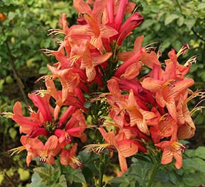 Cape Town™ Coral Tecomaria