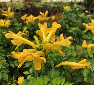 Cape Town™ Yellow Tecomaria