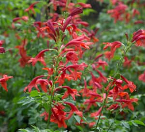 Cape Town™ Red Tecomaria