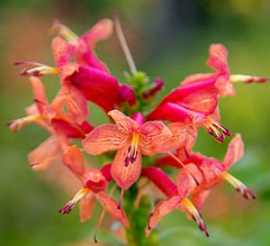 Cape Town™ Red Tecomaria