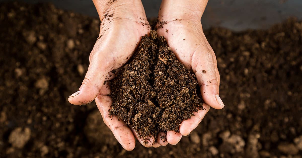 Hands cupped and holding rich brown soil