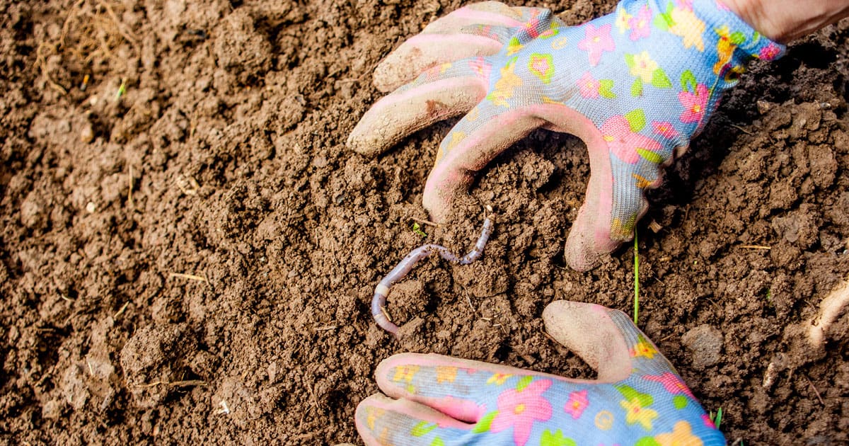 Gloved hands pulling up earthworm in rich brown soil