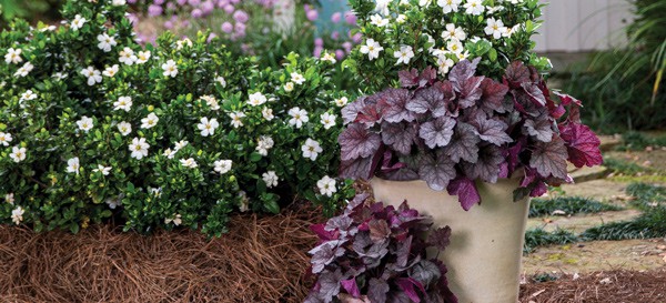 Heucherella in tan planter with white gardenias