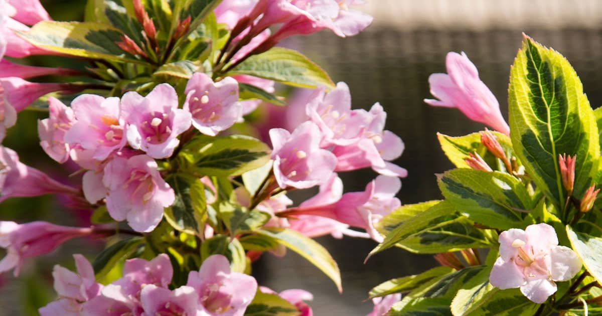 The light pink blooms and variegated yellow & green of Rainbow Sensation Weigela