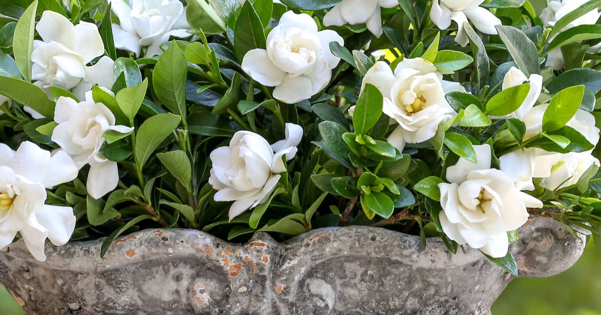 They’re just as sweet Alternatives to Rose Bushes 1200x6302