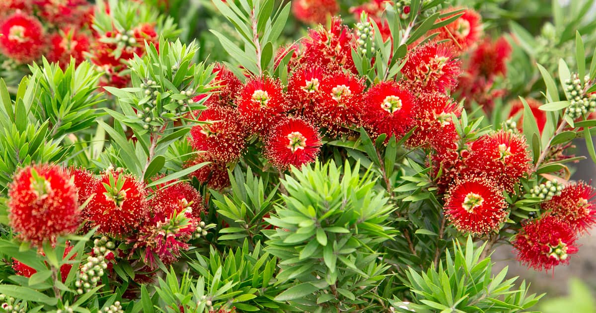 They’re just as sweet Alternatives to Rose Bushes 1200x6303