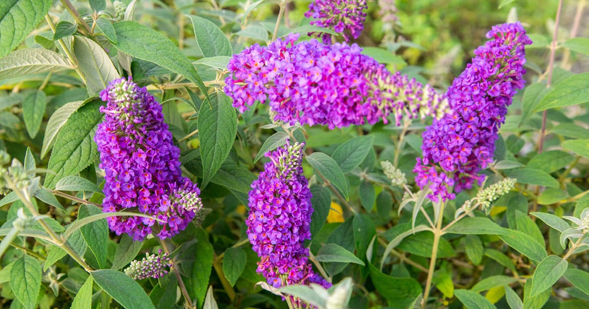 They’re just as sweet Alternatives to Rose Bushes 1200x6304